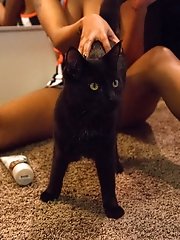 9 pictures - Noelle Monique Black Cats Rule